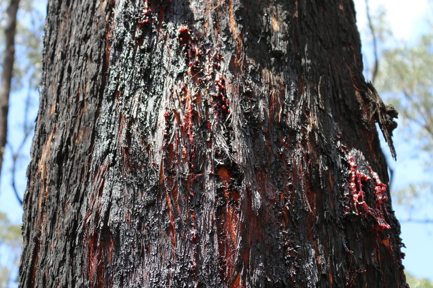 Sap oozes out of the trunk of a tree