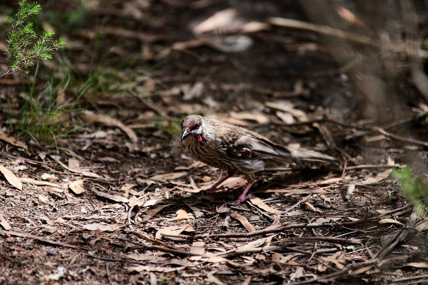 A Red Wattlebird