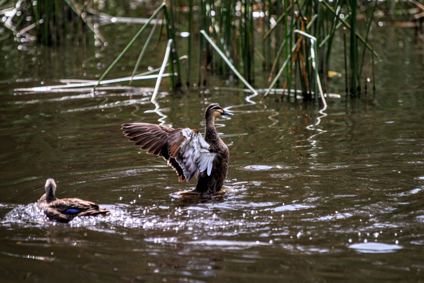 A duck rises up out of the water and flaps its wings in a natural pond.