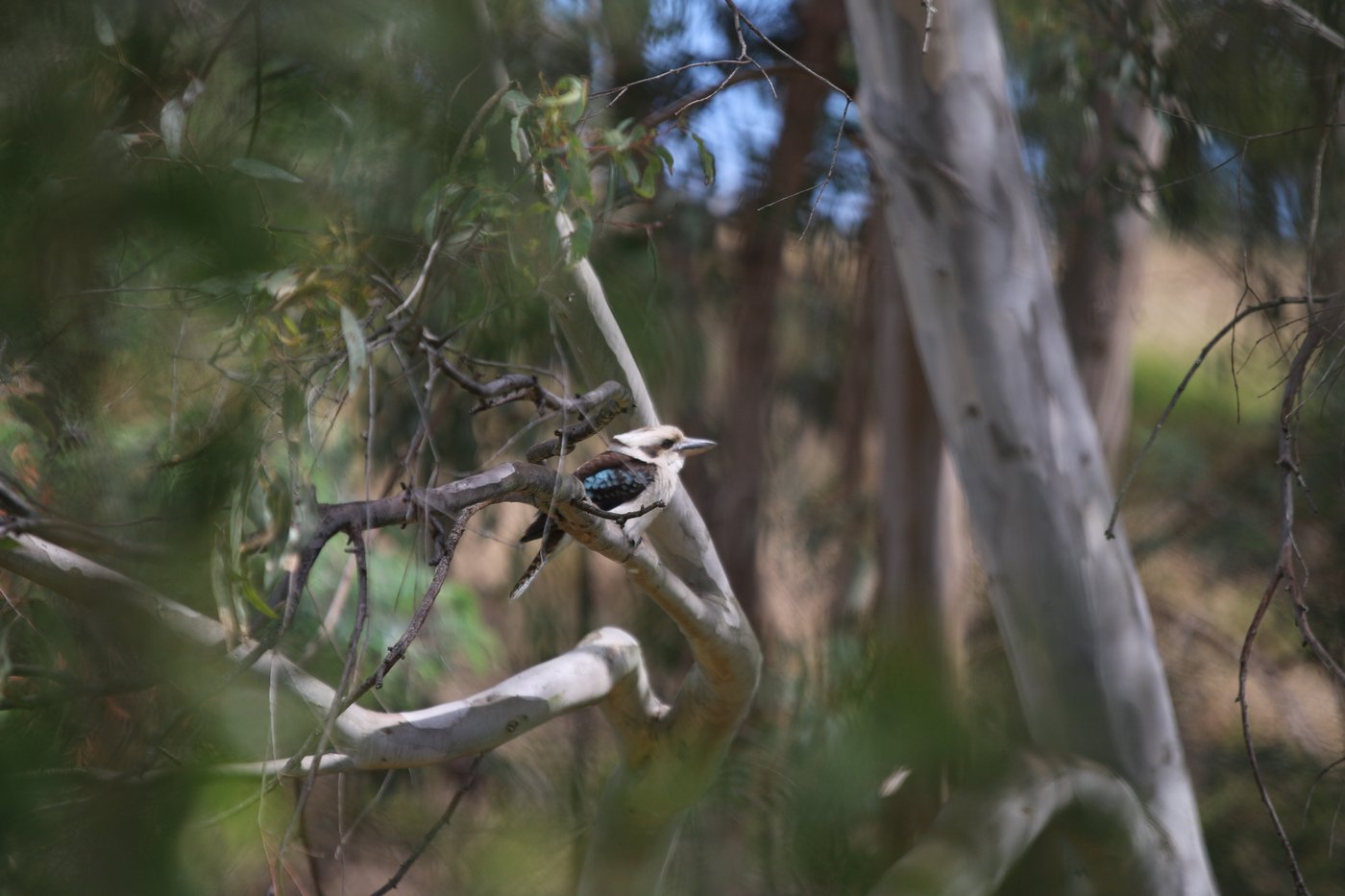 A Blue-Winged Kookaburra