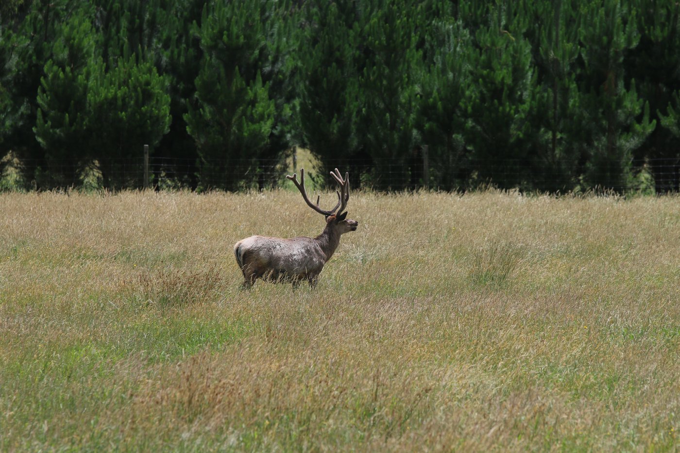 A reindeer lifts its head while feeding