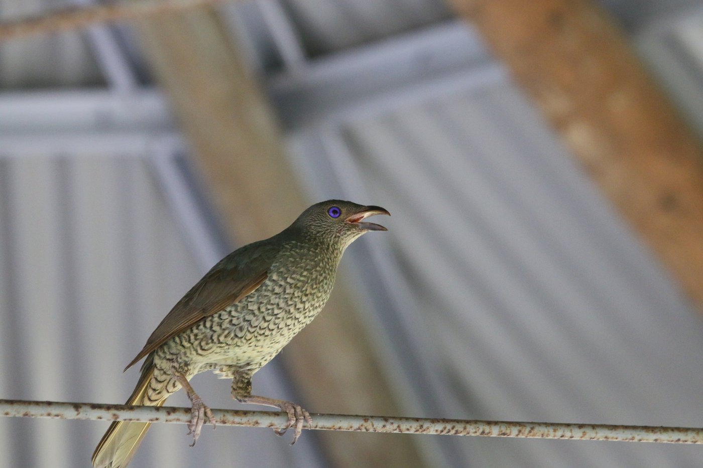 A bright eyed bird calls out from its perch in the roof of a roadside shelter.