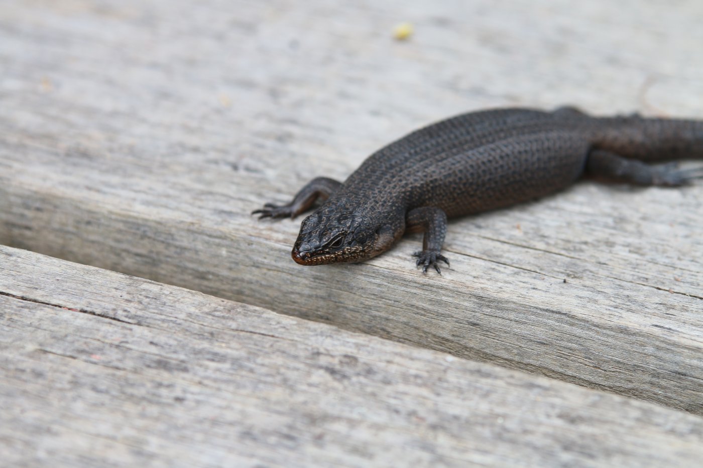 A lizard eyes me suspicously as it crosses a deck.