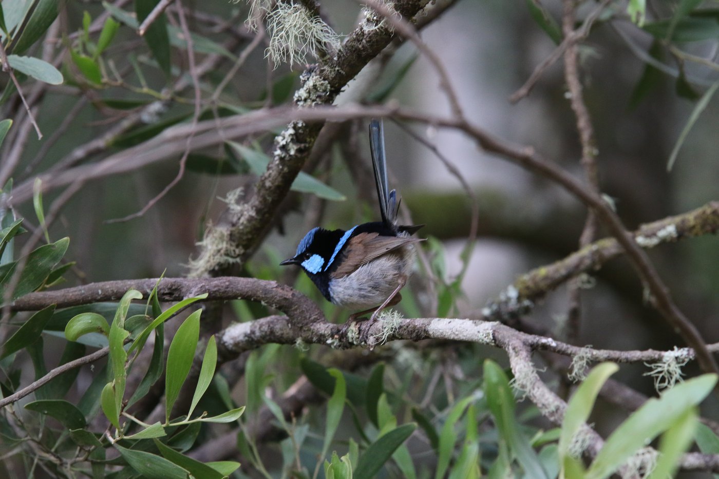 A Superb Fairy-wren nestled in a bush