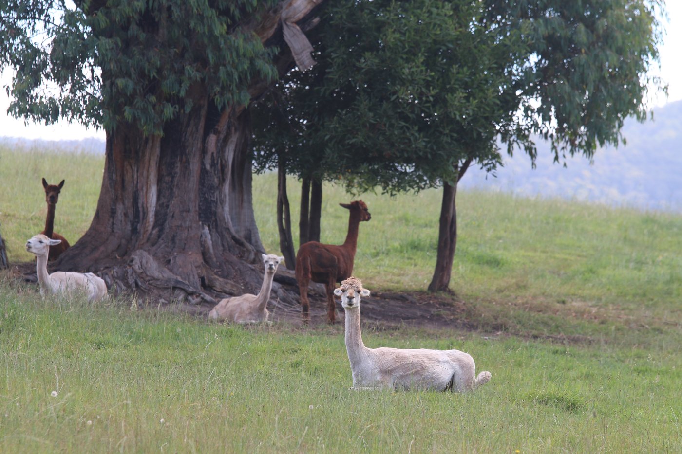 Five llamas site beneath a tree, three look toward me.