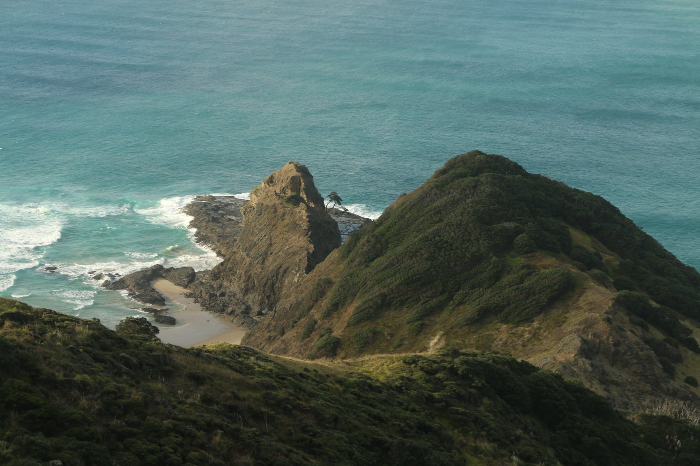 The lone pohutukawa tree at the tip of Cape Reinga, Aotearoa