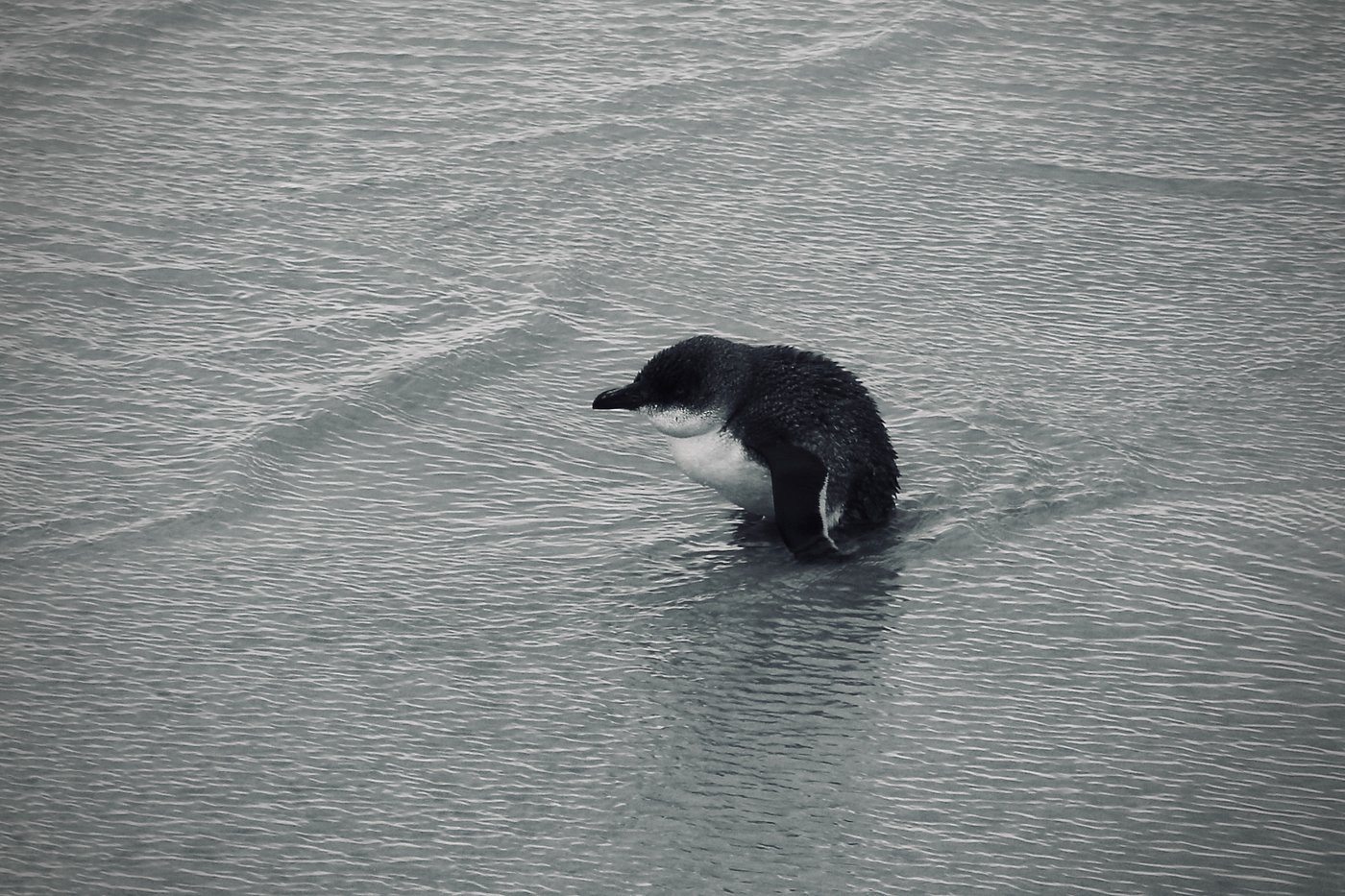 A lone blue penguin sits in the shallows on Paengarēhia/Twilight Beach.