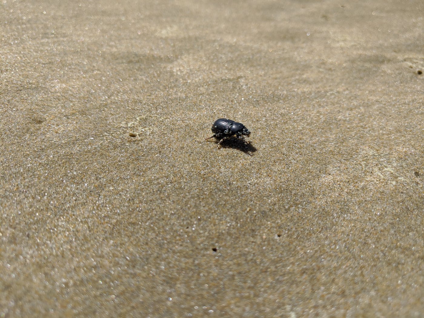 A black beatle on the sand.