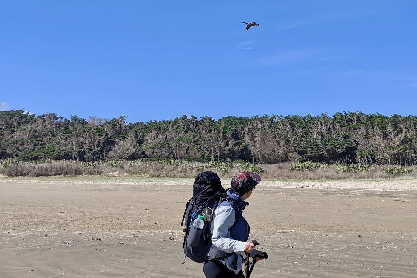 The windblown forest meets the marbled surface of the beach.