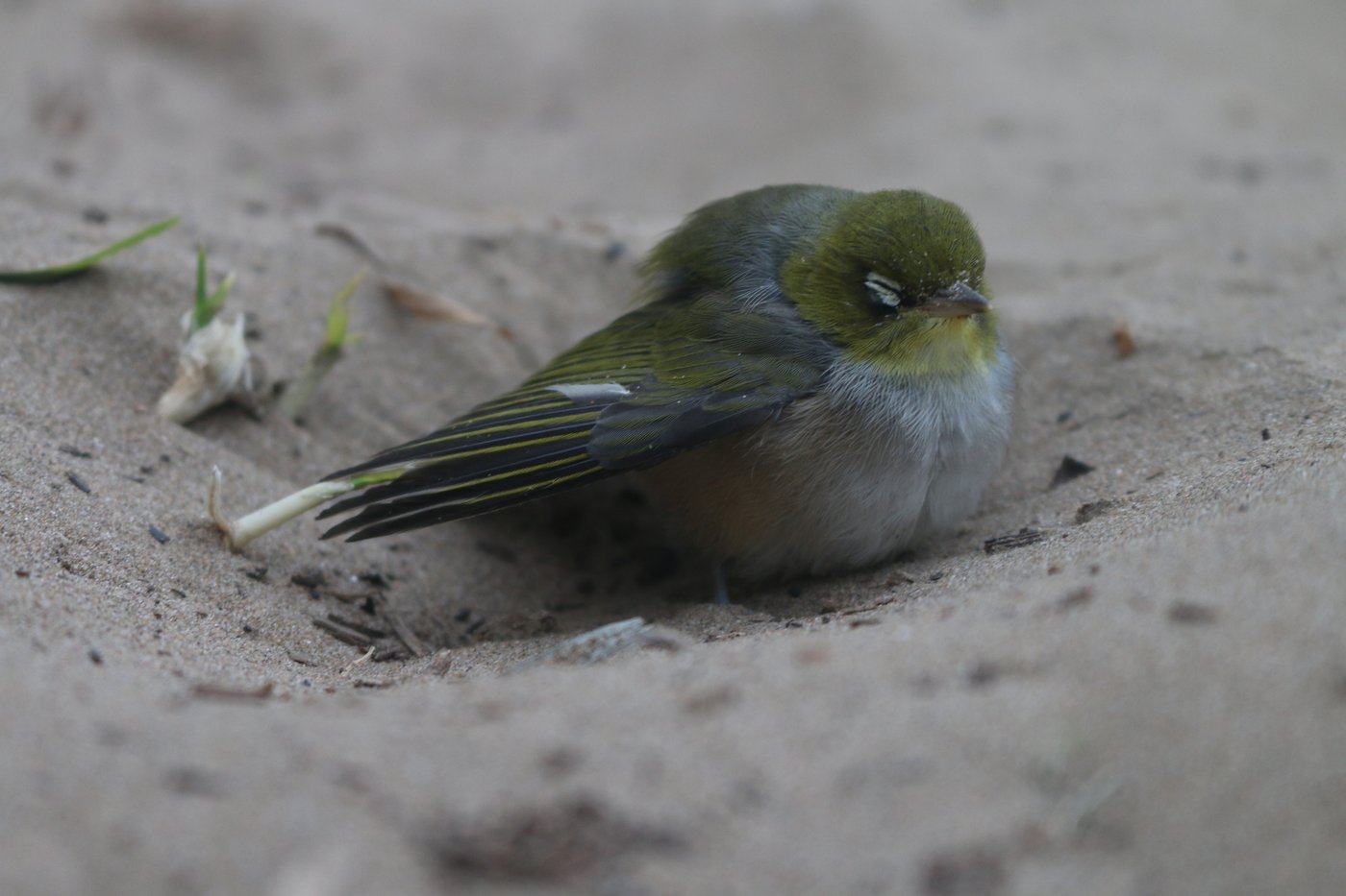 A bird rests it’s eyes in a hollow in the sand.