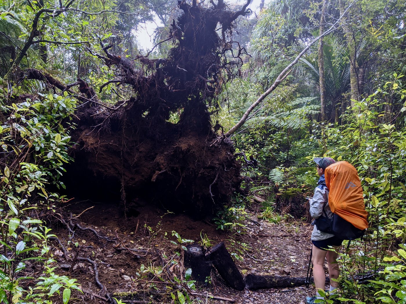 Rose looks up at the roots of a fallen tree.