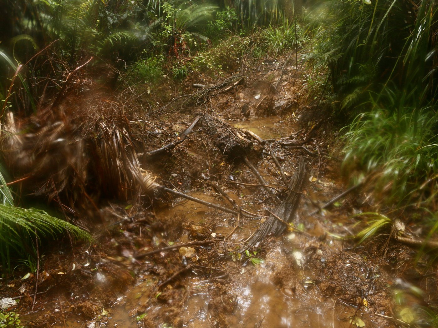 The brown slurry of the forest floor.