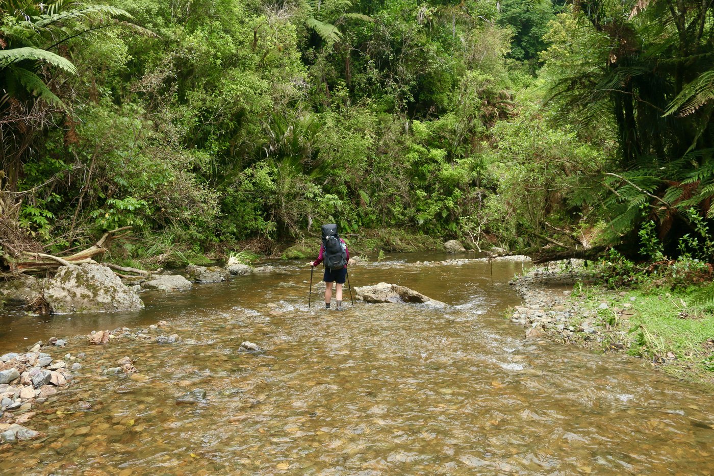 Rose wading through a shallow section of the river.