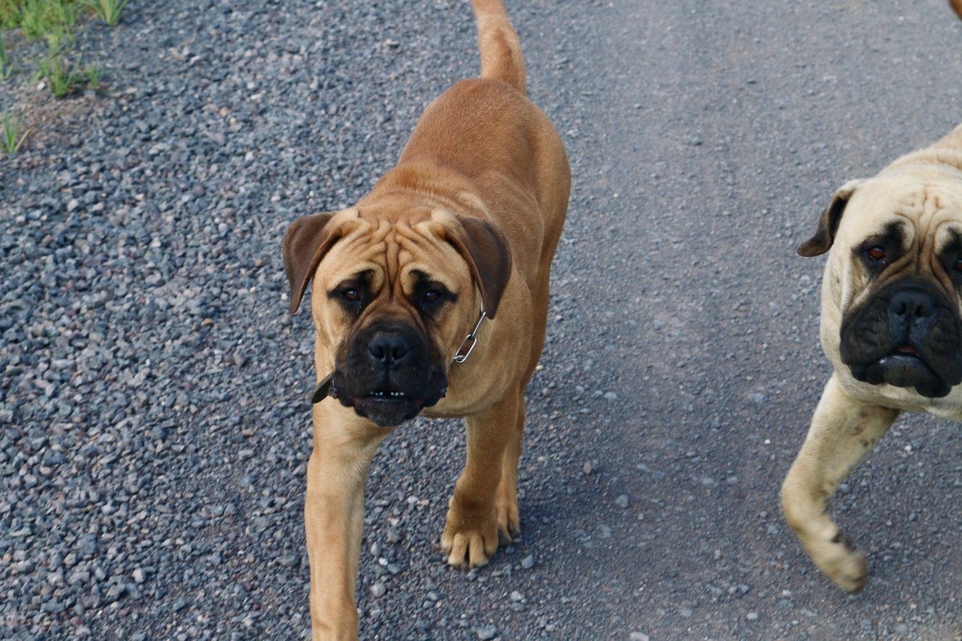 Two lively young dogs follow us as along an access road.