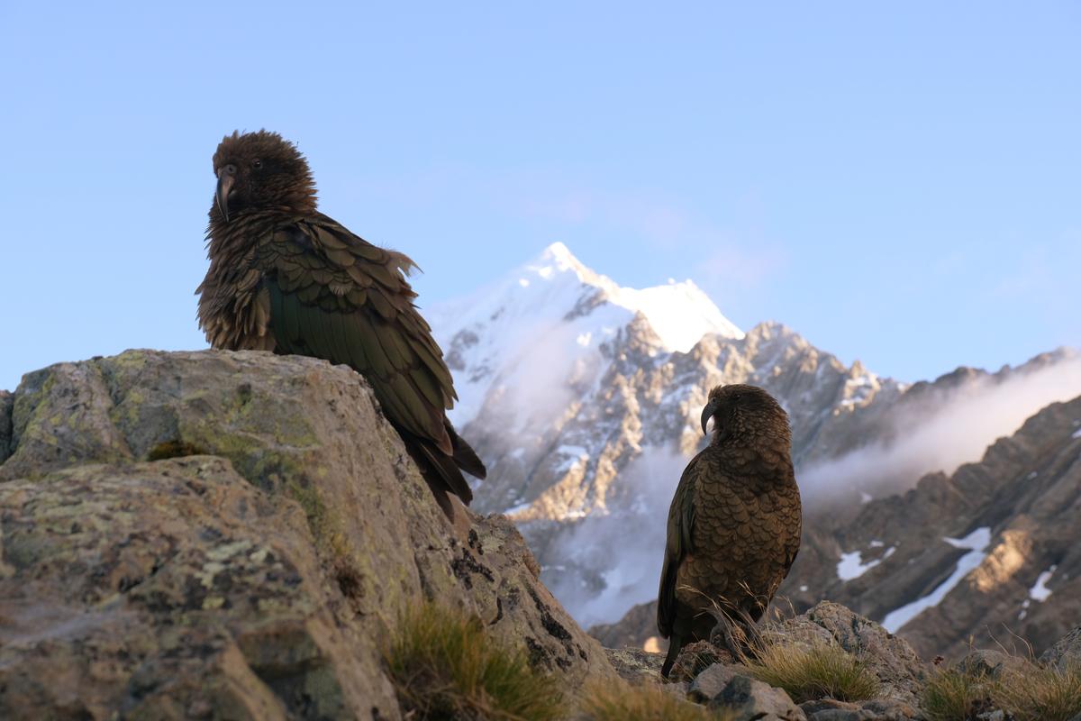 Two Kea perched on a ridge with Aoraki/Mount Cook visible behind, beneath Ball Pass, New Zealand