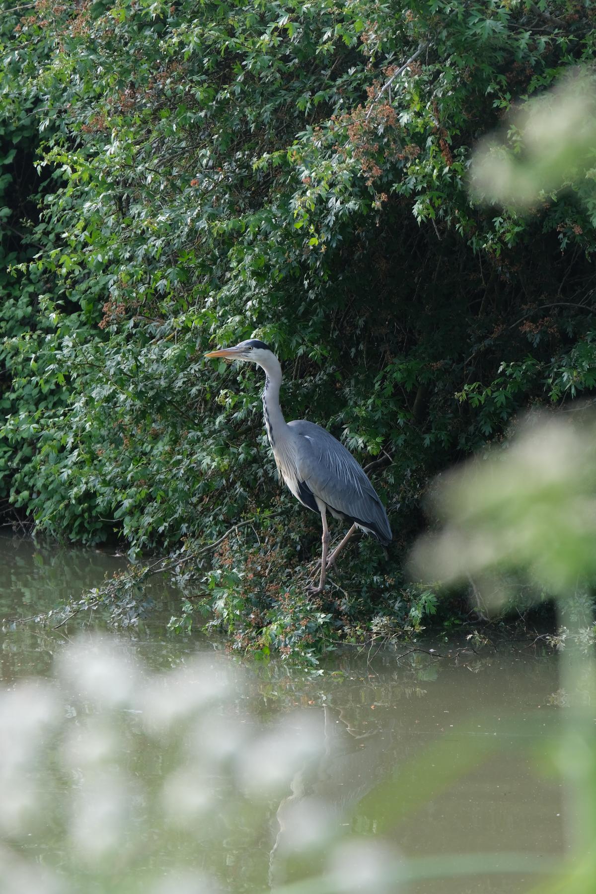 A large Grey Heron perched on a branch that hangs into the Canal