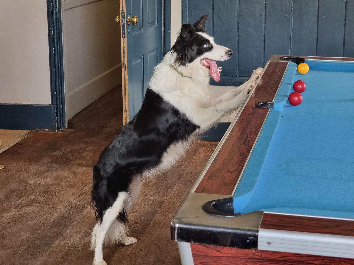 Ziggy the sheep dog watches the action from the edge of the pool table at The Barge Inn