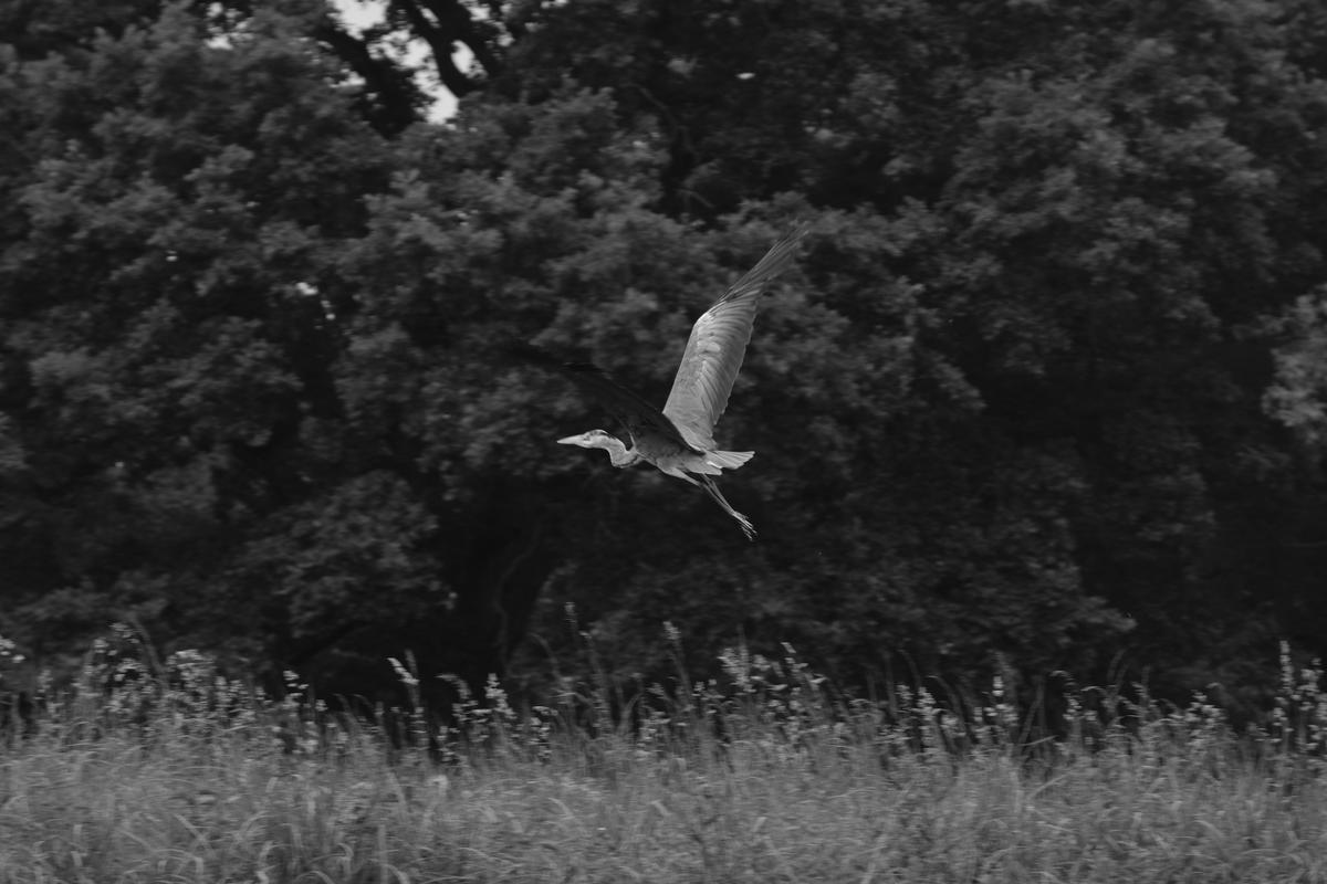 An (almost) focused image of a Grey Heron taking flight