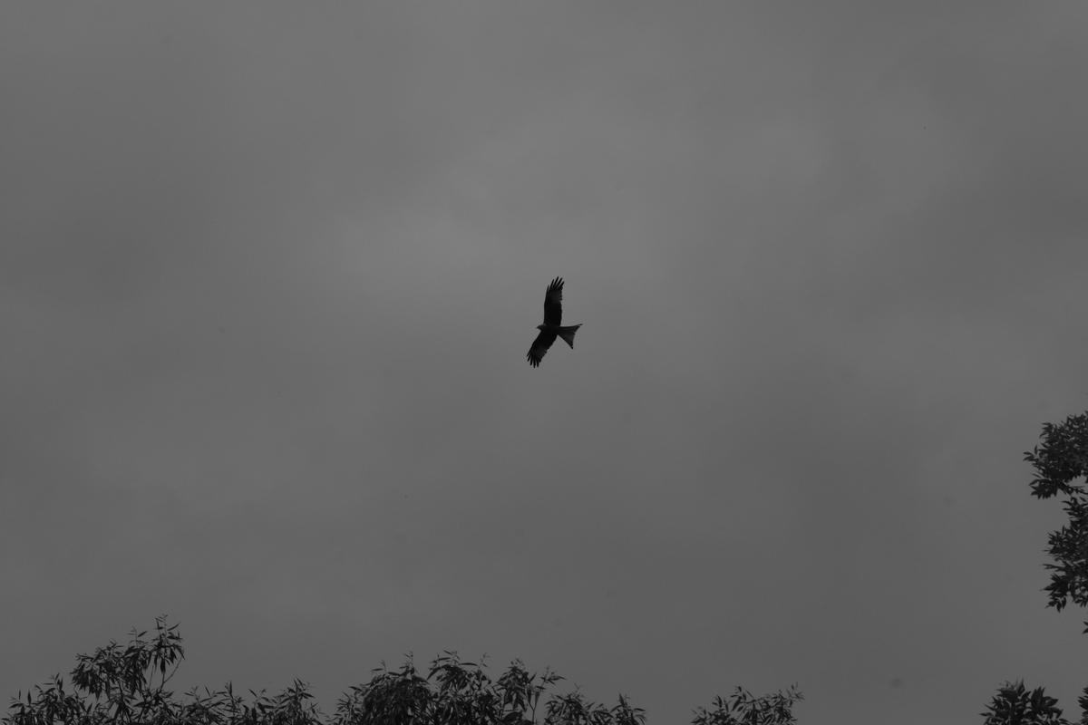 A falcon circles overhead looking for prey
