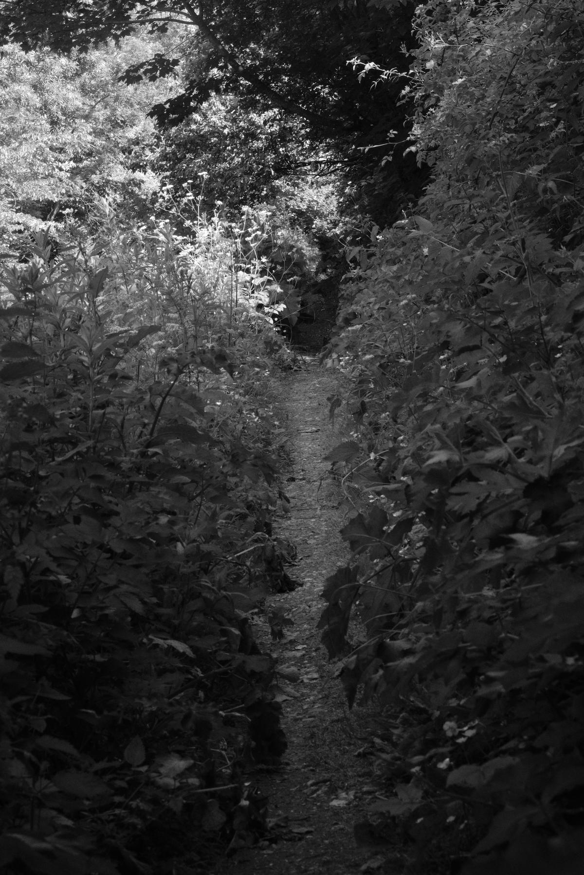 The way ahead, overgrown and in black and white