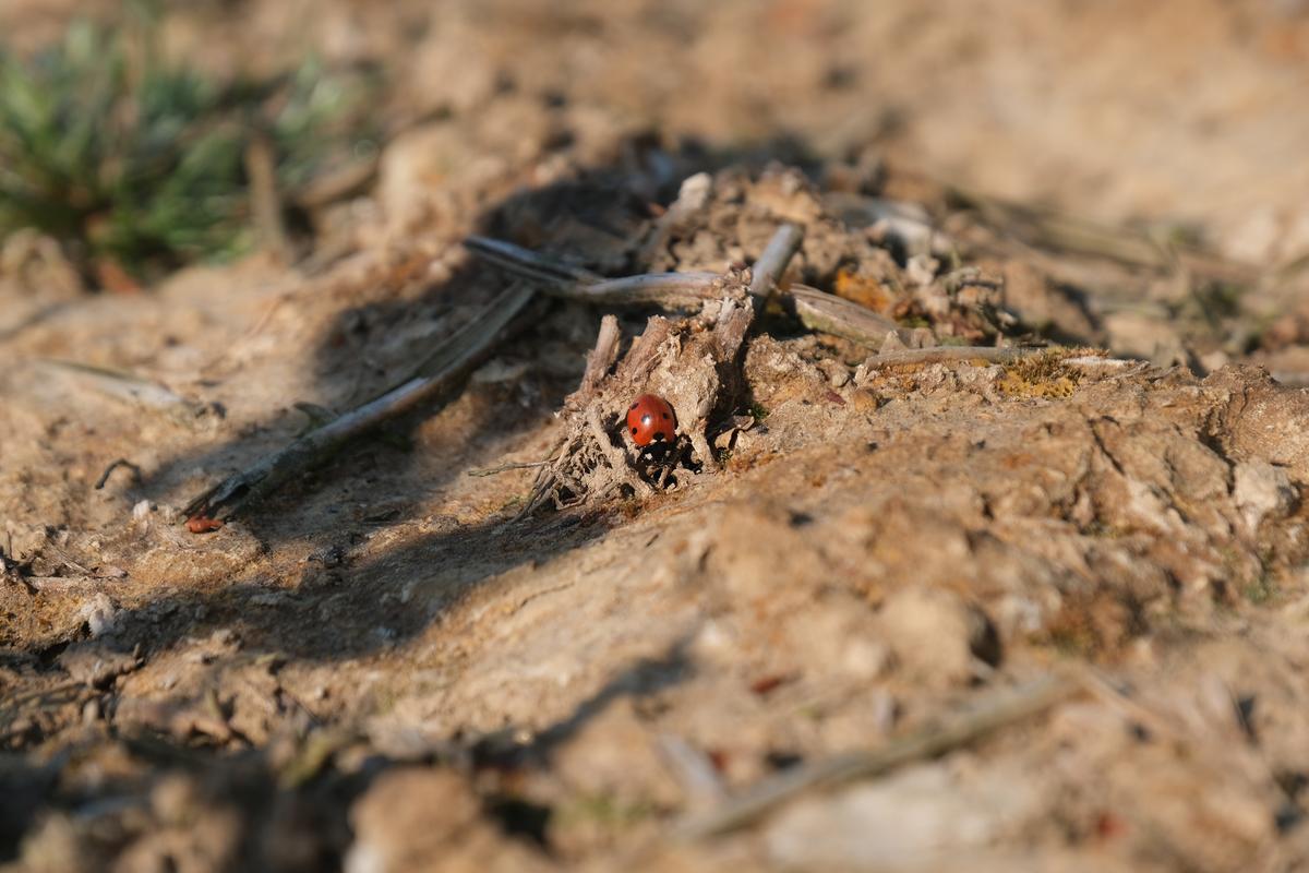 A Ladybird on the move over the earth
