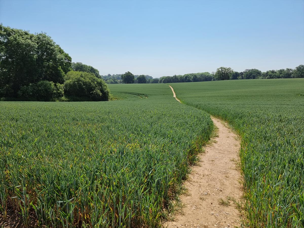 The path cutting its way across a field