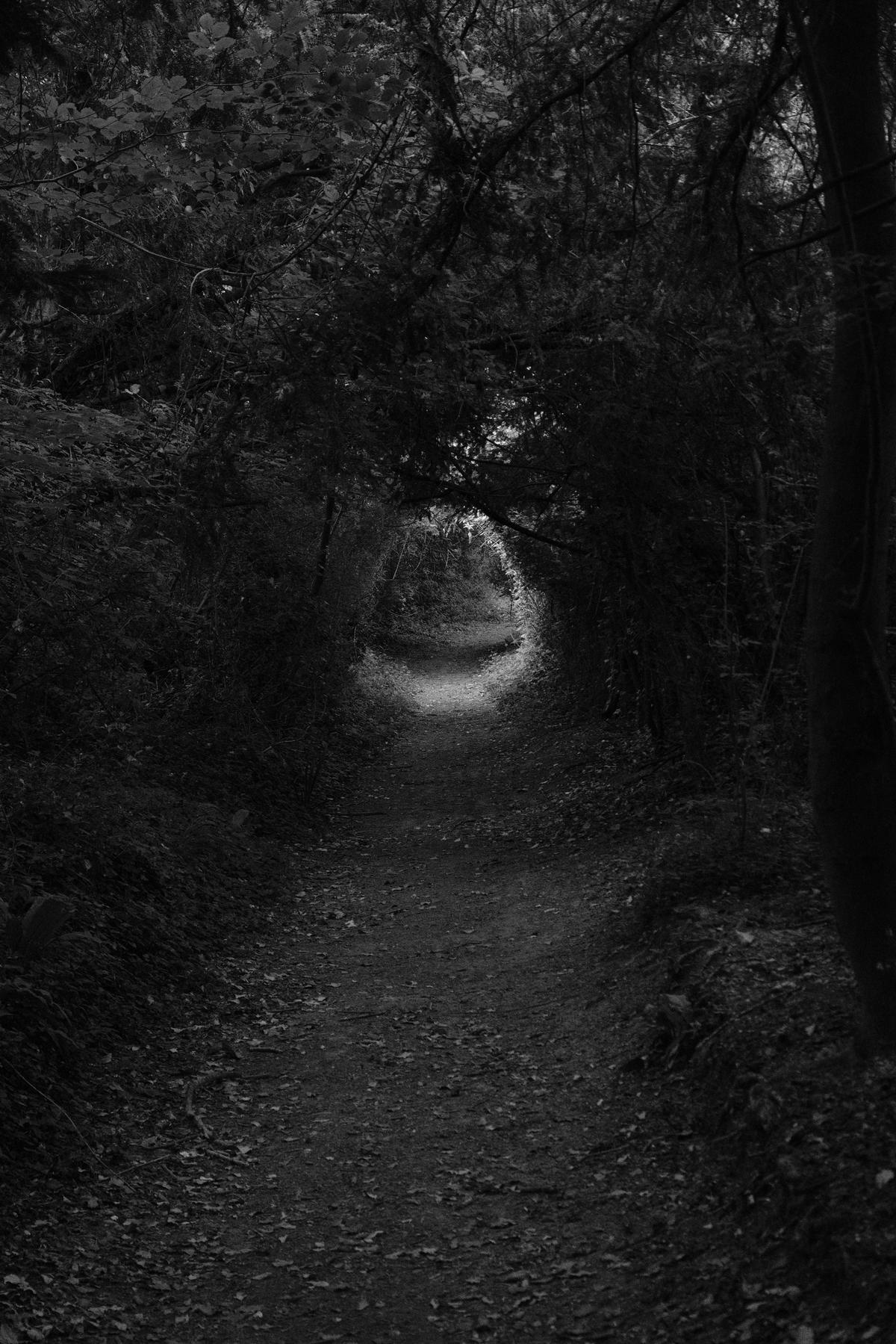A patch of light bursts through into a darkened covered path 