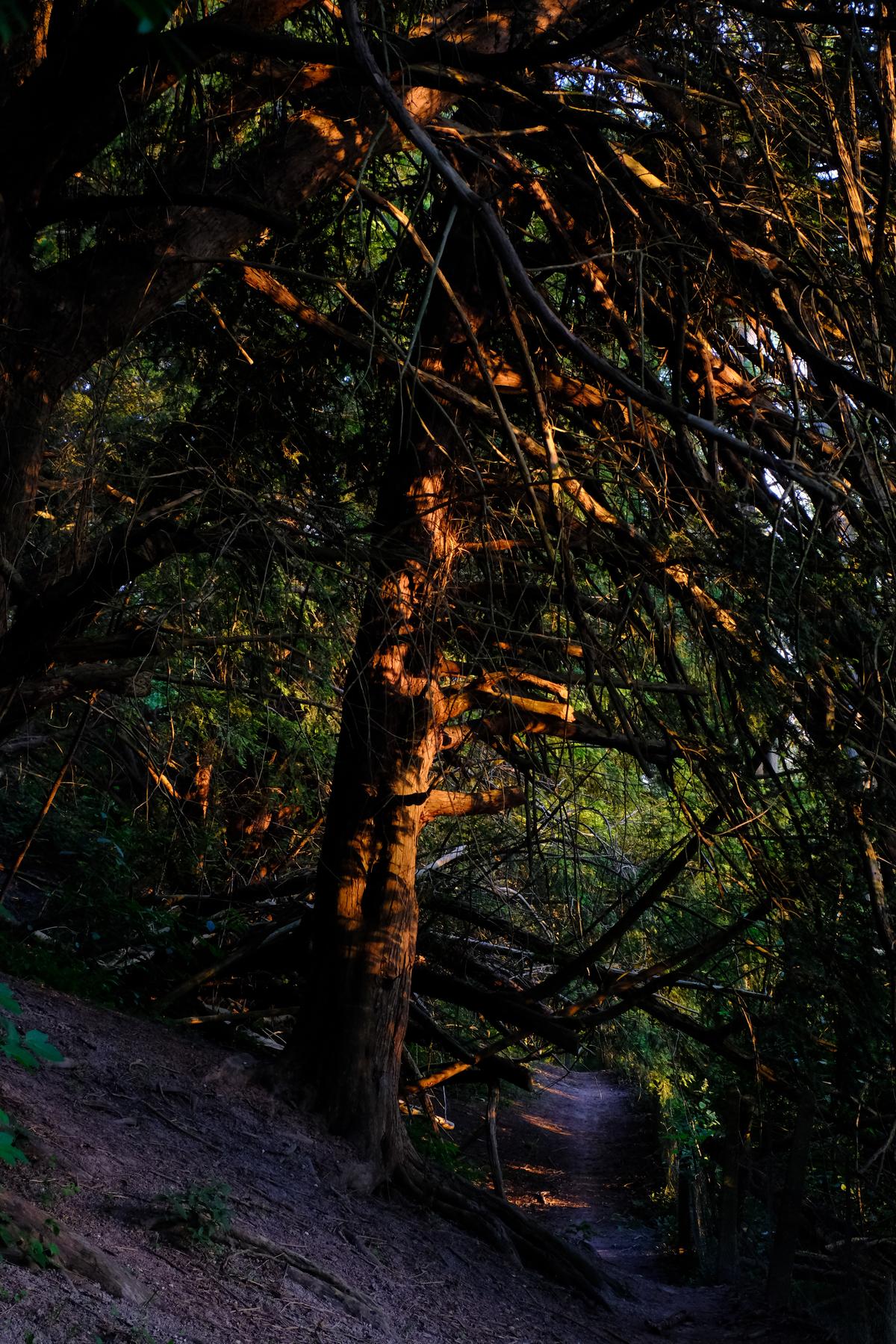 A tree is bathed in a deep orange evening light