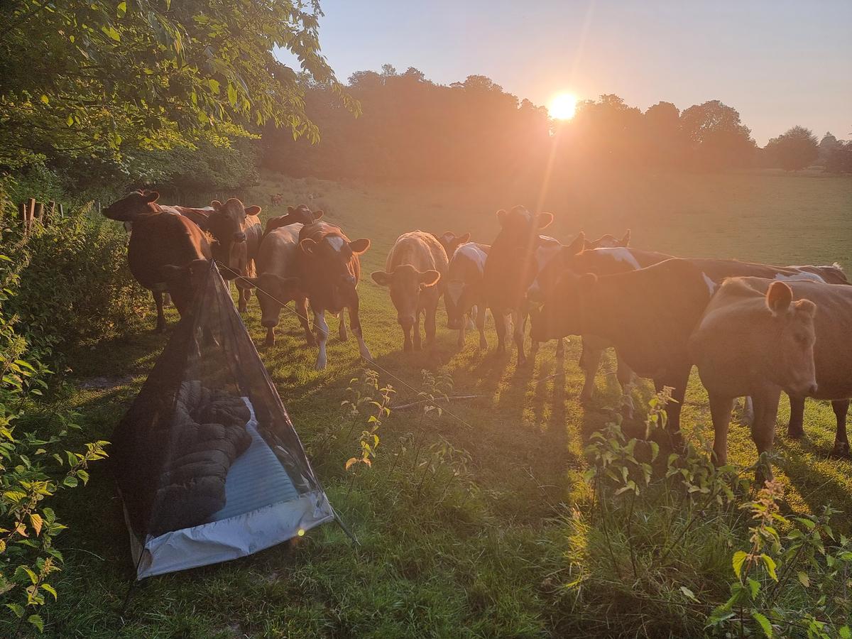 A lot of curious cows inspecting my tent early in the morning