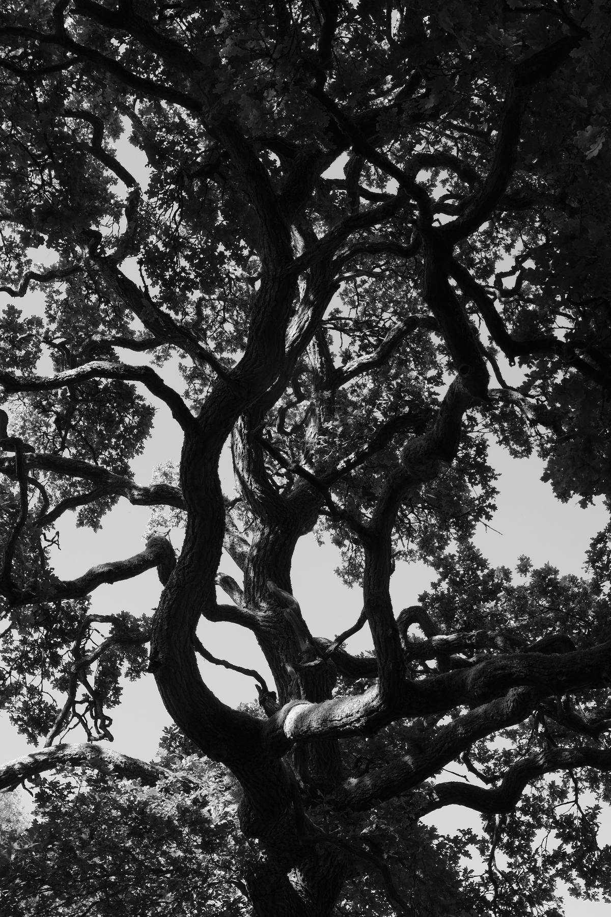 The tangled branches of a tree, looked at from below