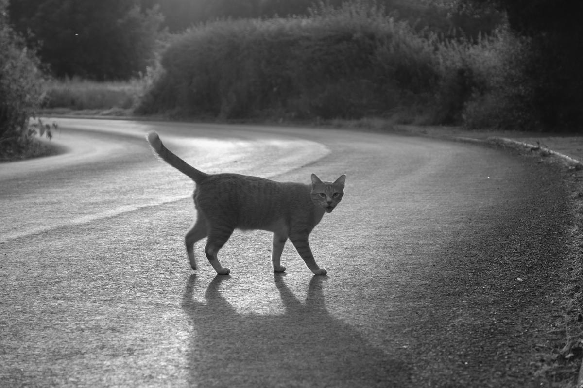 A cat meows as it crosses the road