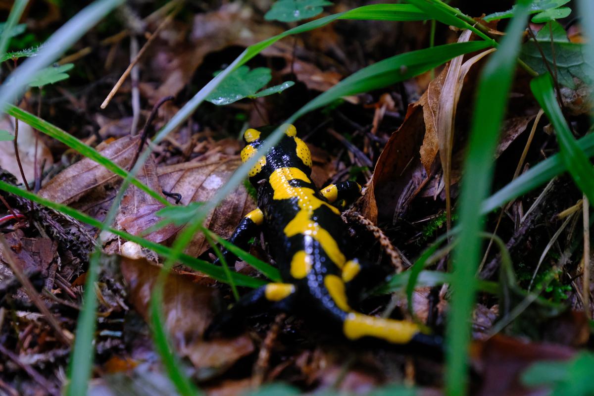A Yellow Spotted Salamander crawling in the undergrowth near the tri-border of Austria, Italy, and Slovenia