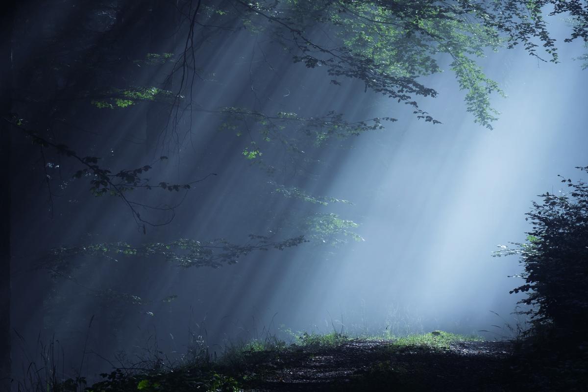 Light pierces the canopy of a dark forest not far from the tri-border between Italy, Austria, and Slovenia