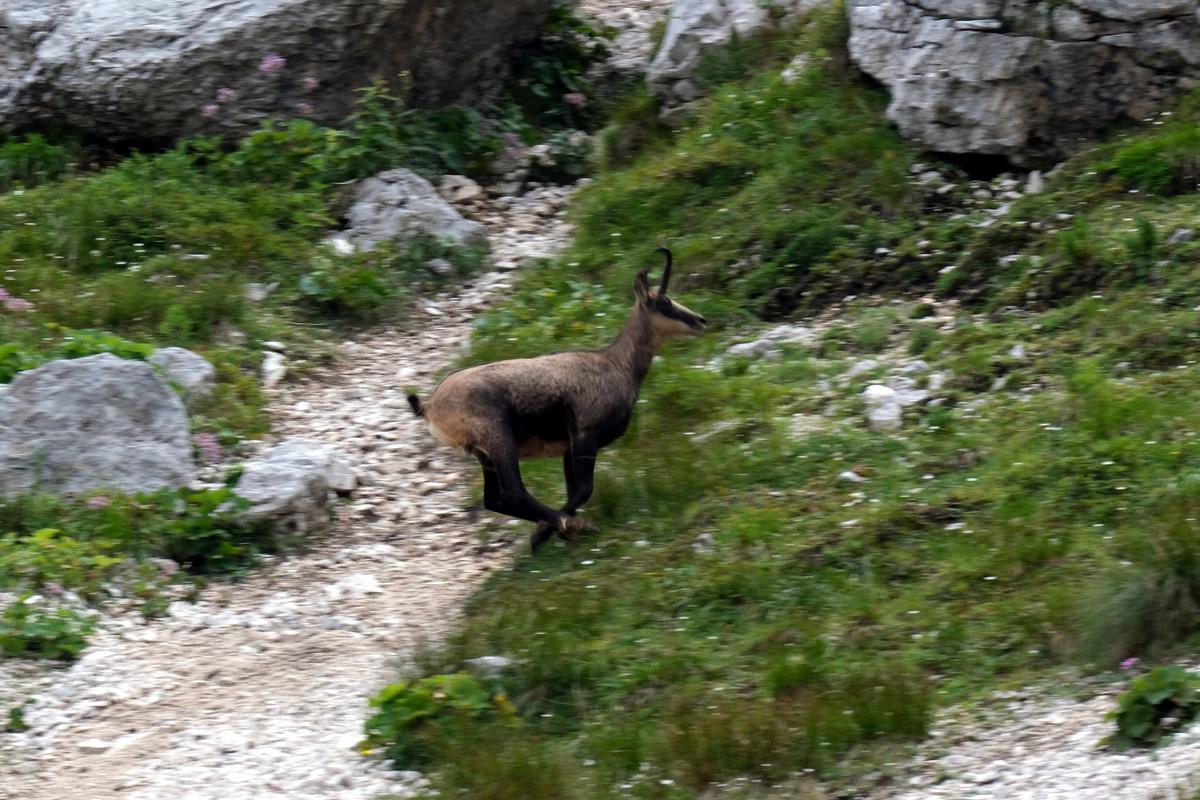 A female Alpine Chamois sprints up a mountain, all its hooves in flight. Slovenia