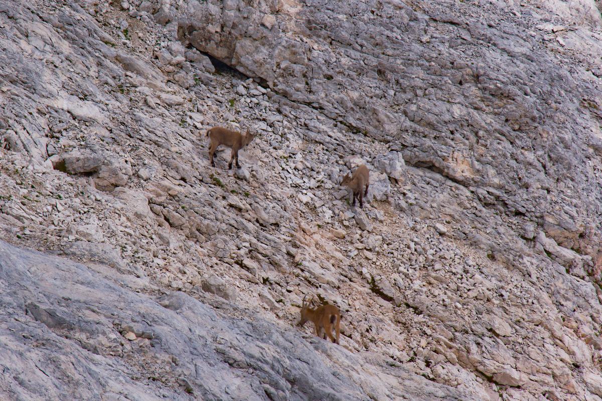 Three Ibex, a mother and two kids, on Mount Triglav, Slovenia