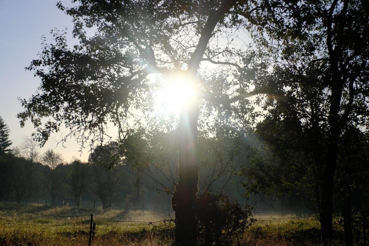 The bright morning sun peeks from behind a tree, Croatia