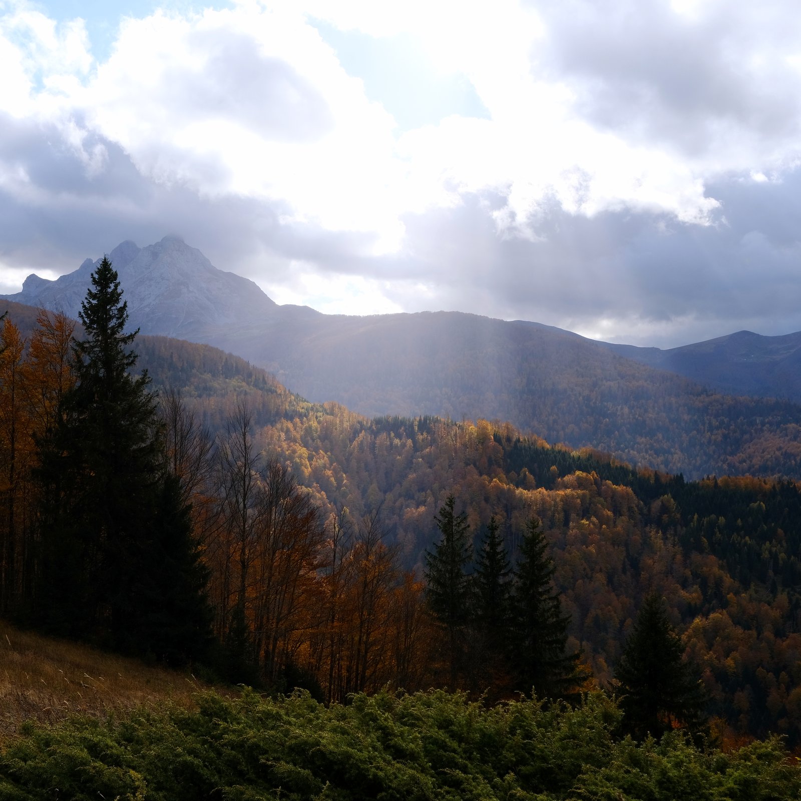 The afternoon sun on an autumn forest in Montenegro, not far from the Albanian border