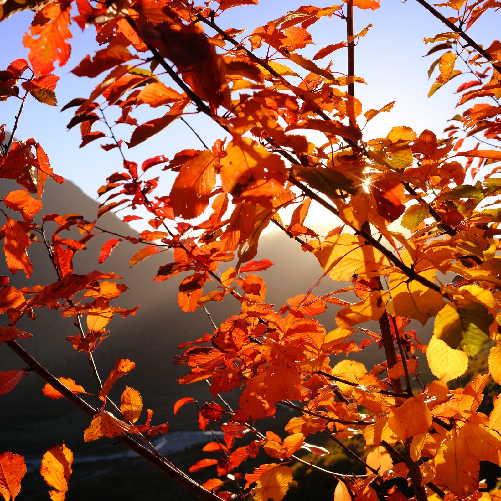 Autumn orange leaves at the Montenegrin border