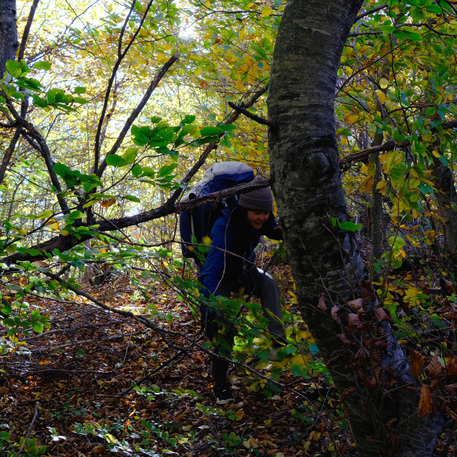 Mizuki sneaking through the forest in the morning, just inside the Albanian border