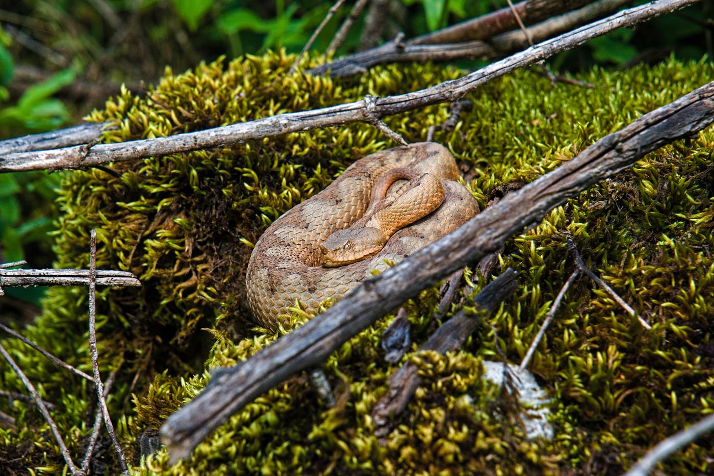 A female Nose-Horned Viper curled up in a patch of moss as I descended from the peaks and headed toward Theth, Albania