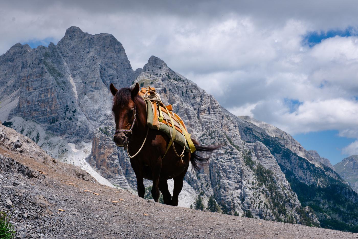 A pack horse to service hikers too haughty to carry their own bags, near the high point of the route between Theth and Valbone, Albania.