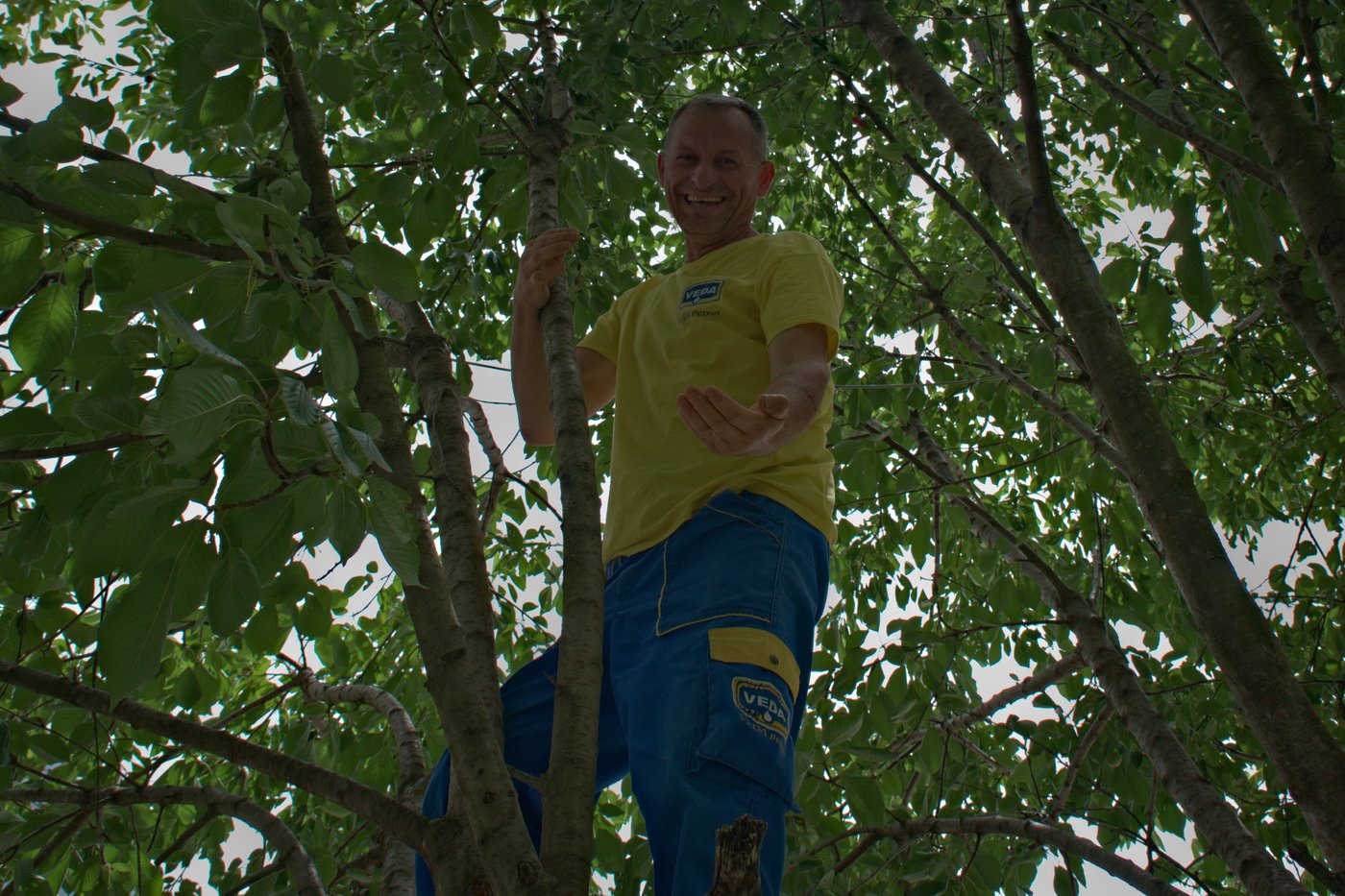 Wilson up in a tree picking cherries for me, between Gjakovë and Prizren, Kosovo