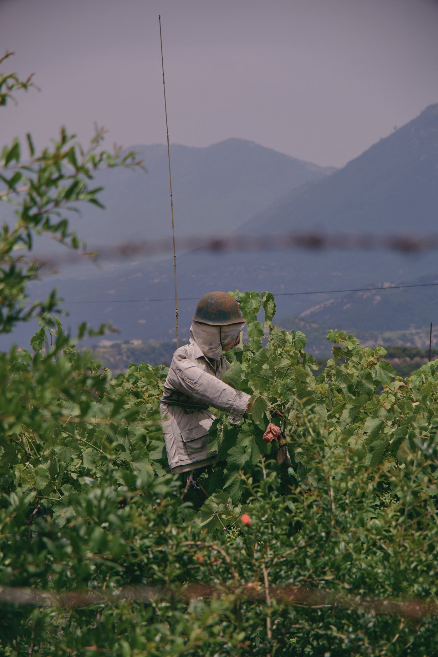 A high-effort scarecrow sits high amongst grape vines, warding off scavenging birds. Musqat, Albania