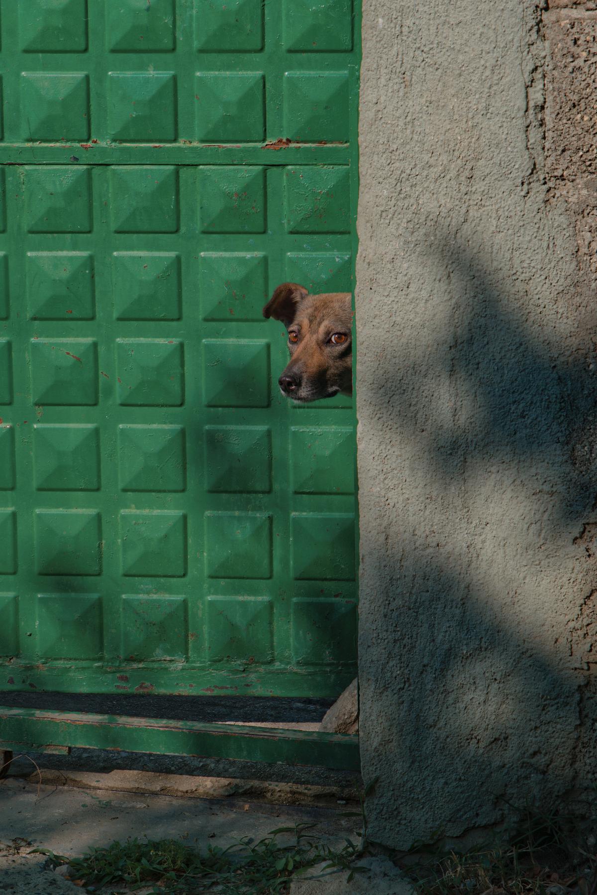 A dog, having bolted through the gate at my approach, pokes its head back through, suspicous of this passing wanderer. Albania