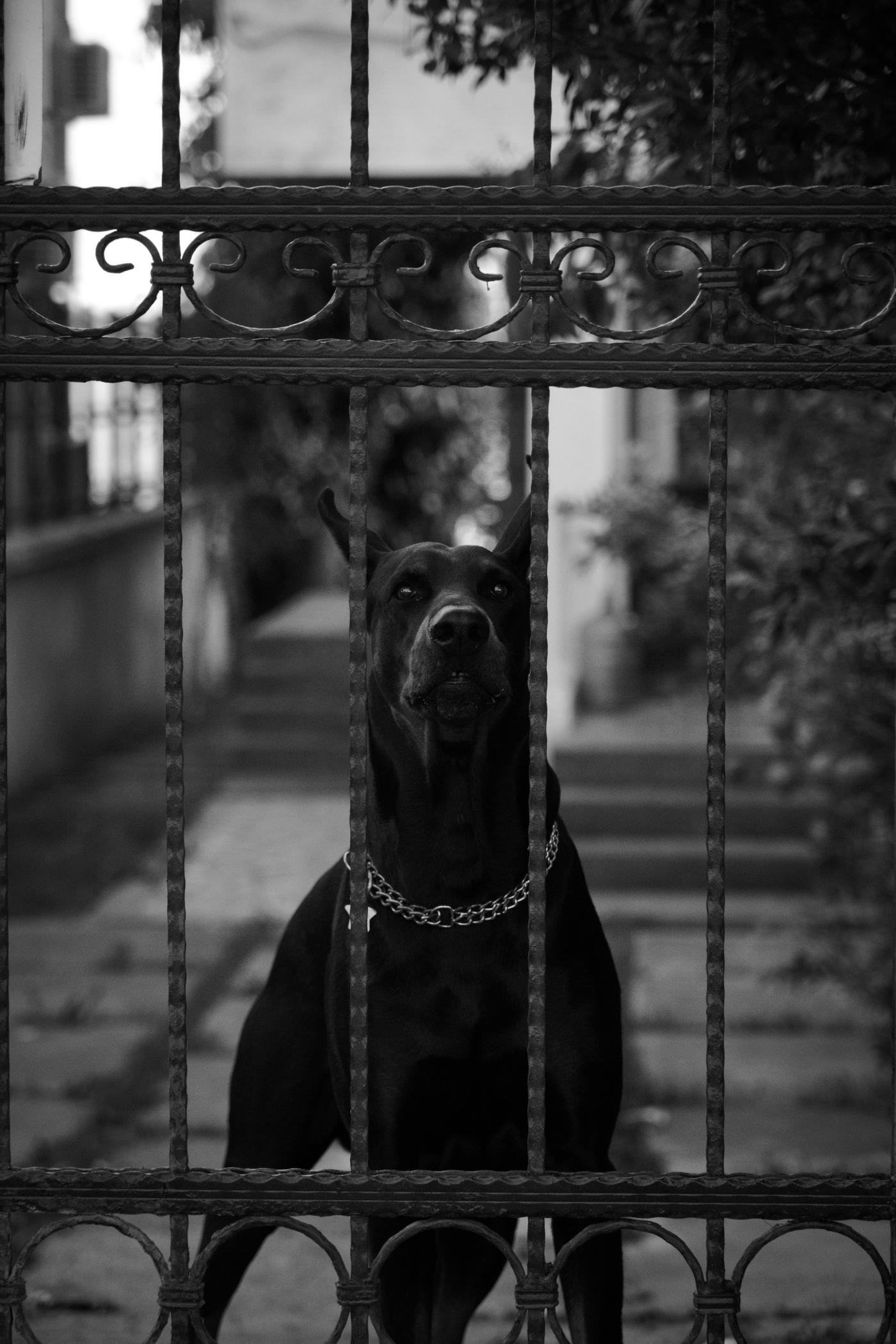 A large dog stares at me intently between the bars of a gate. On the road to Istanbul, Turkey