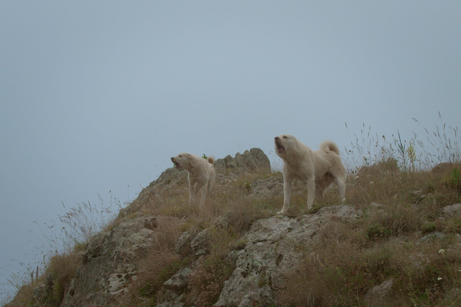 Two dogs bark down at Jonny and I, hounding us from the cliff above until we are completely outside of their territory. Armenia