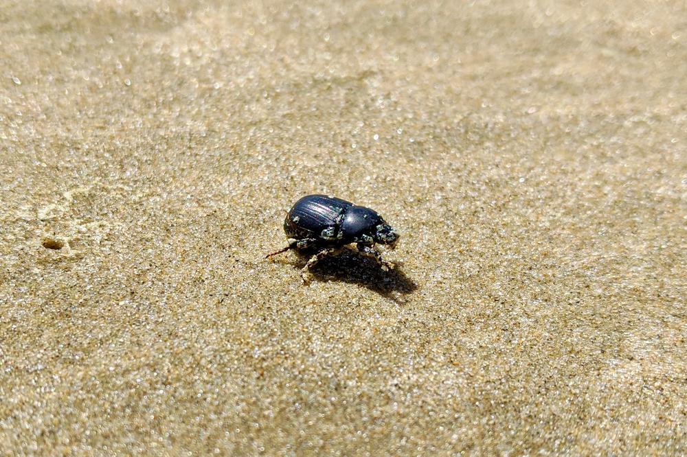 A black beatle on the sand.