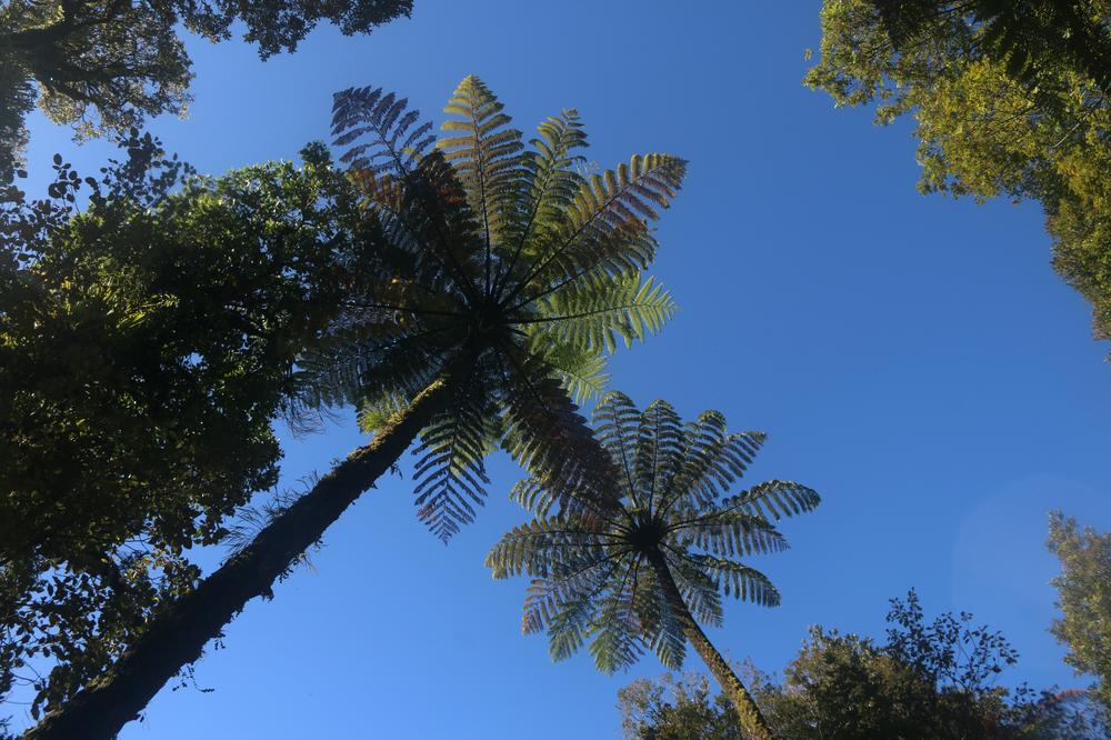 Tall Ponga trees stretch up toward a cloudless blue sky.