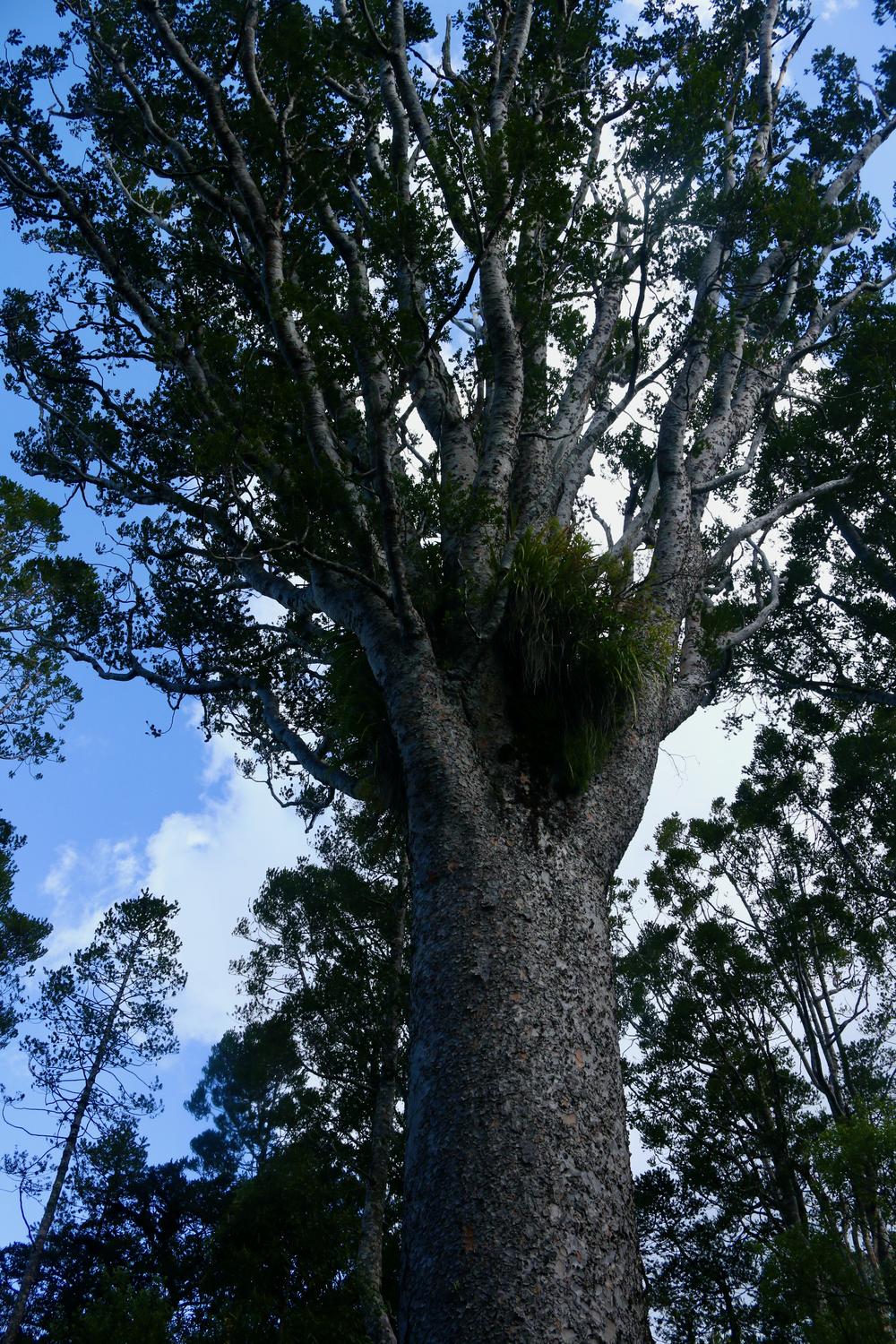 A large Kauri tree stretches skyward.