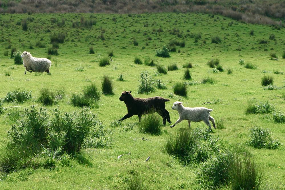 Lamb and sheep in a field of green.